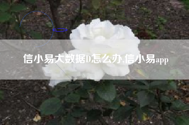 信小易大数据D怎么办,信小易app